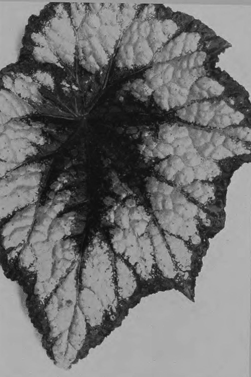 B. ‘Patsy’